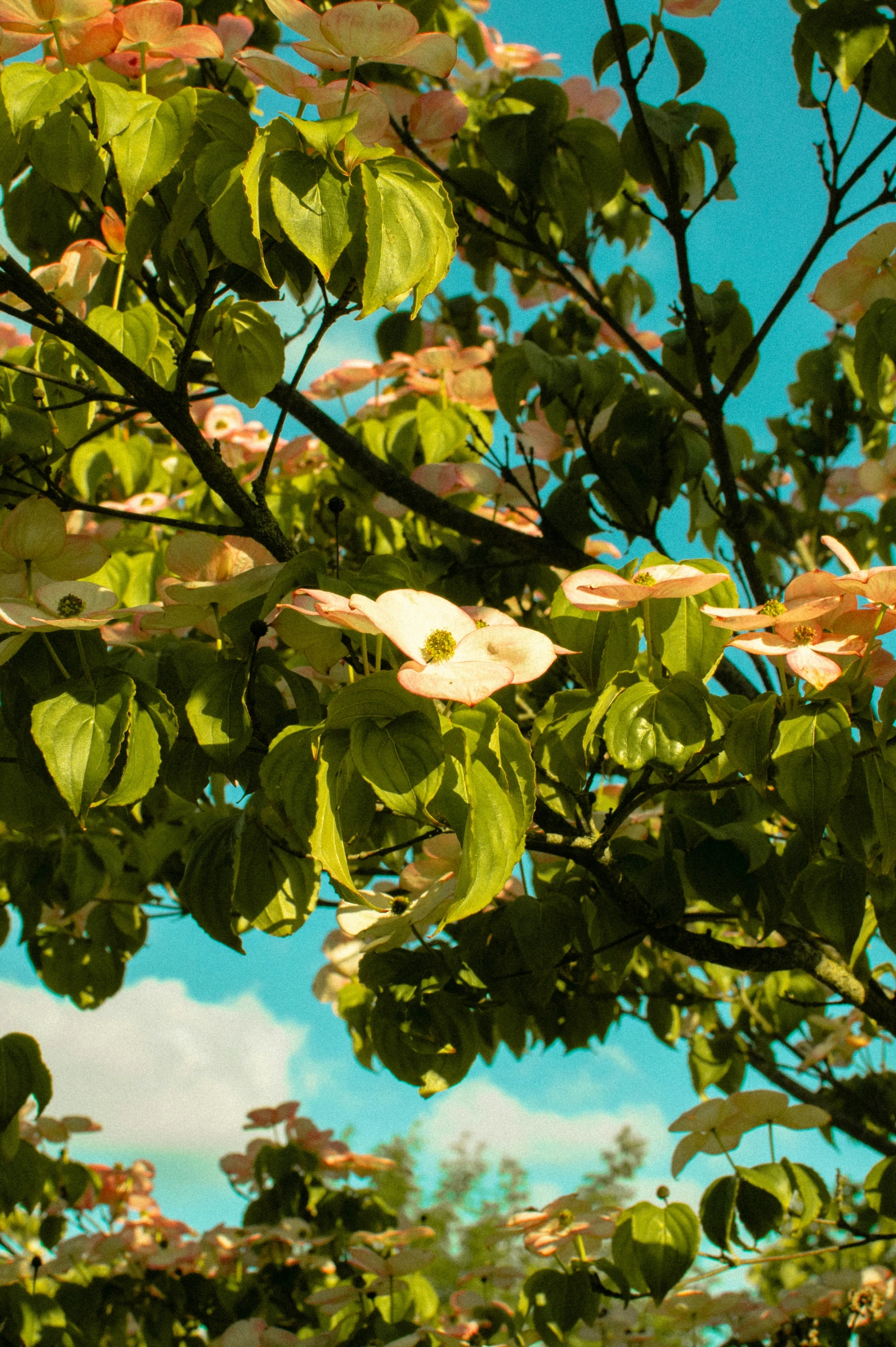 leaves hang from the nches of a tree