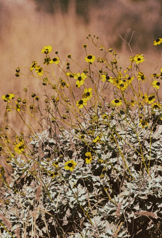 wildflowers on desert ground with dirt in background