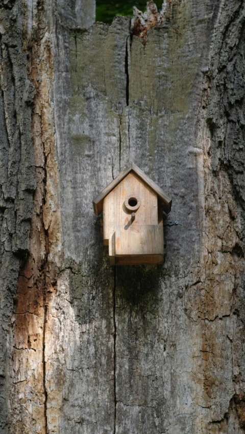 there is a bird house attached to a tree