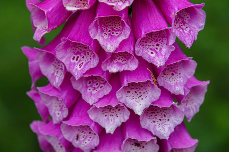 a very pretty flower with purple flowers in it