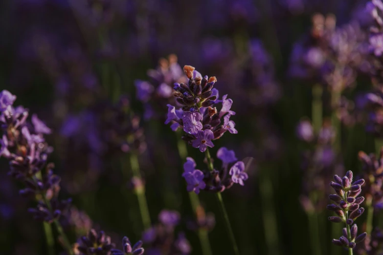 several small purple flowers in front of a green background