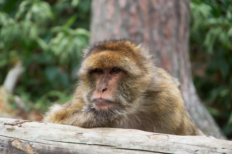 a monkey sitting on a nch next to trees