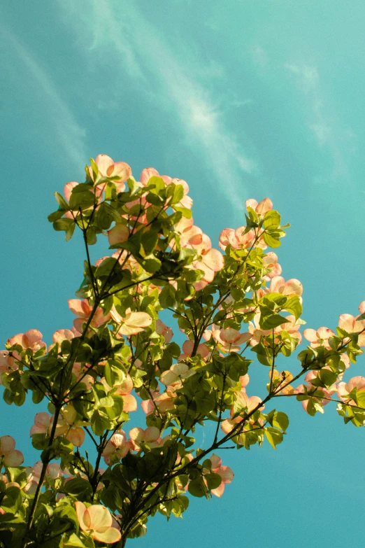 pink flowers against the blue sky on a sunny day