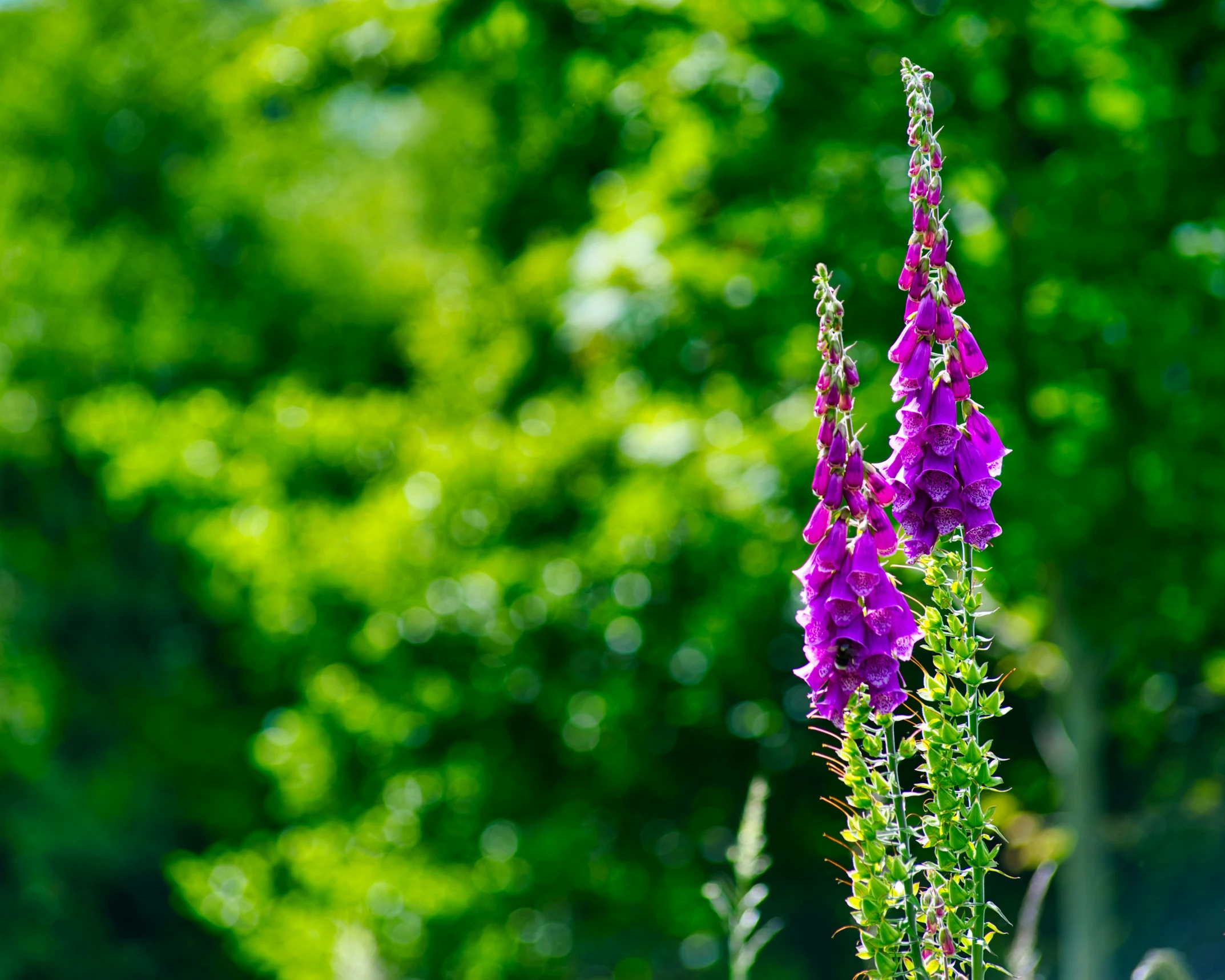purple flower hanging on long thin plant in sun