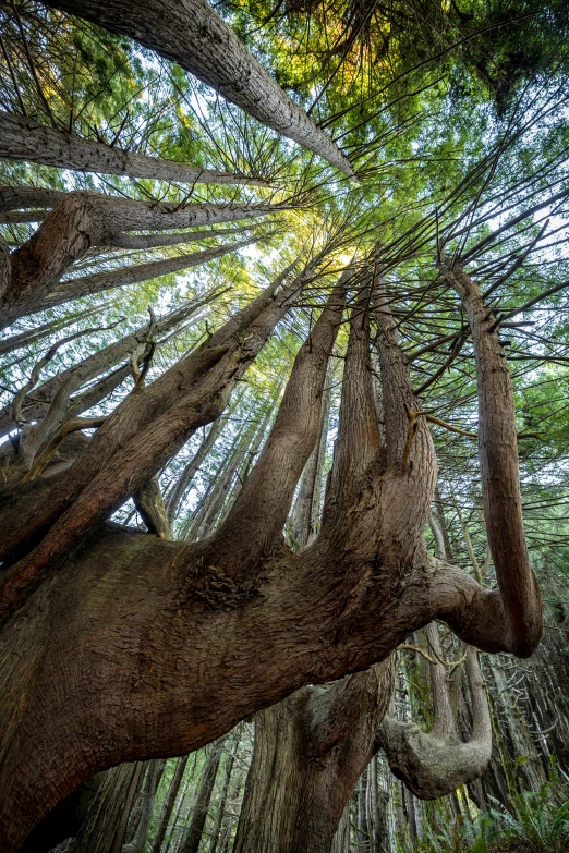 a wide angle picture of trees in the woods