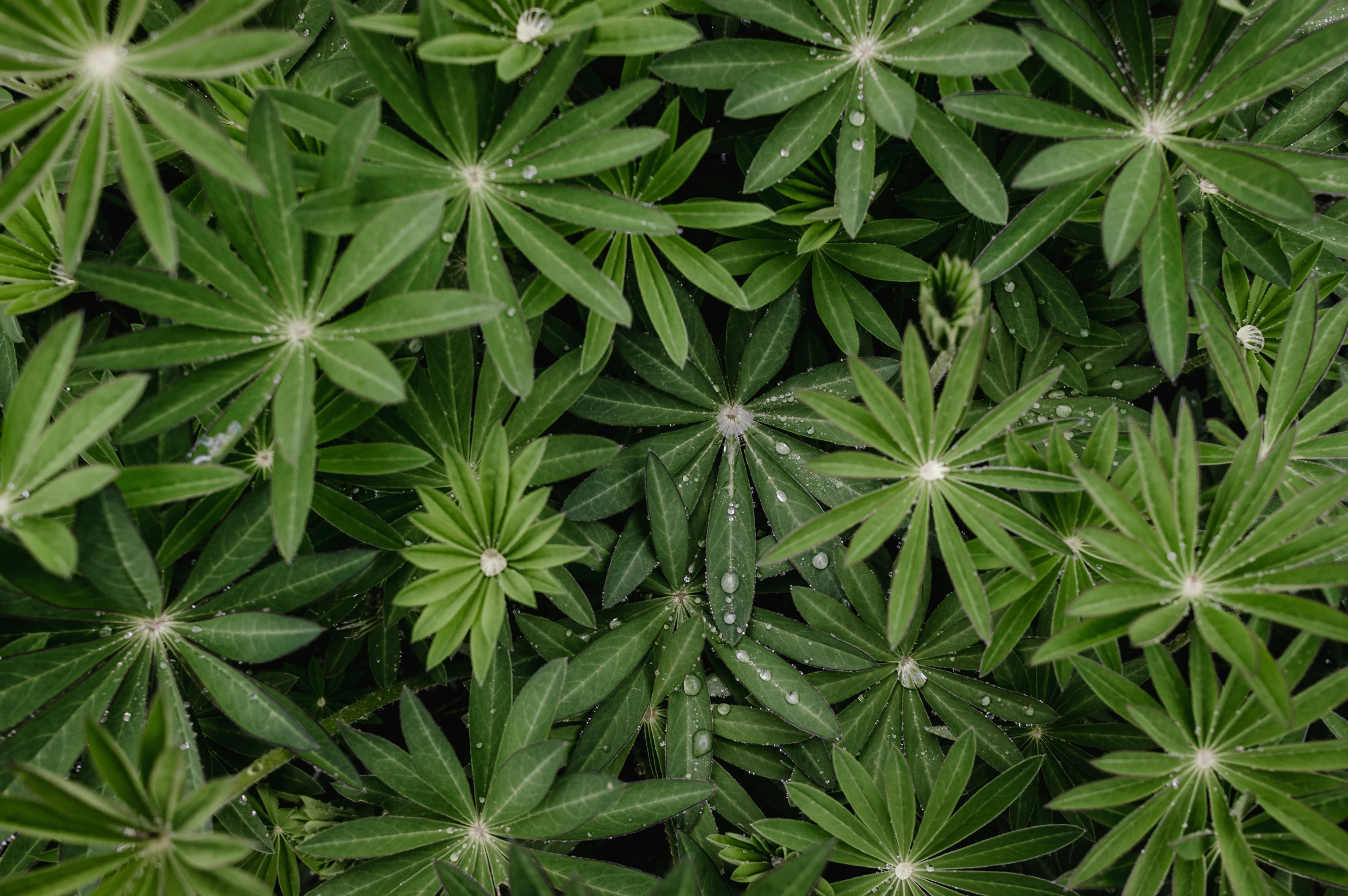 the view of several large green leaves in a pattern