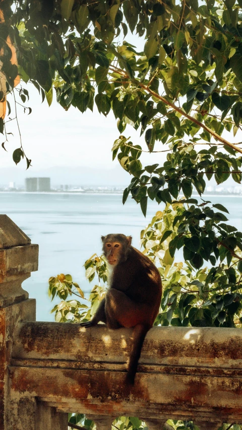 a monkey on the edge of a fence near a body of water