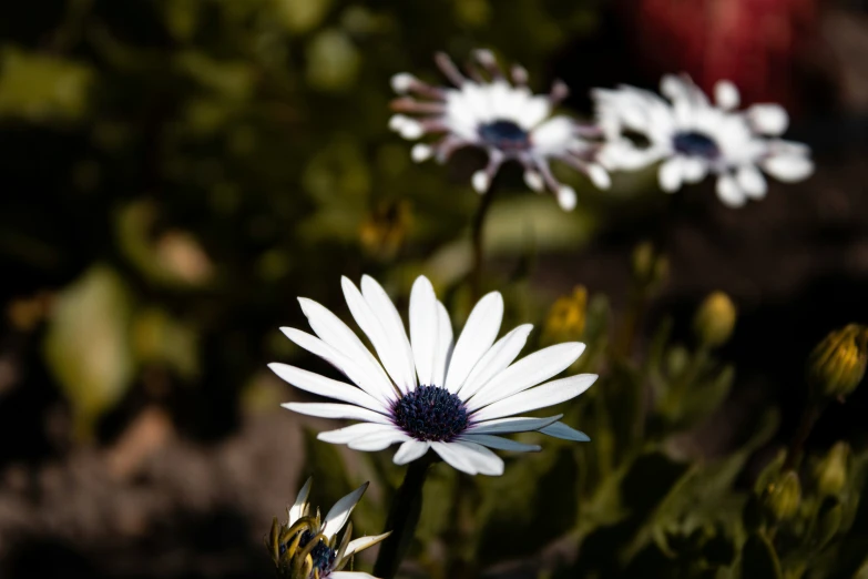 some very pretty white flowers in a garden