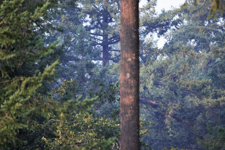 the view of trees with very thick growth