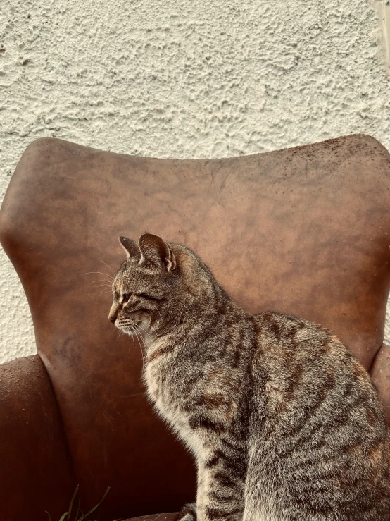 a cat is sitting on a brown couch