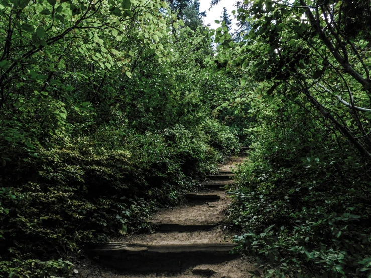 a trail in the middle of a forest with lots of vegetation