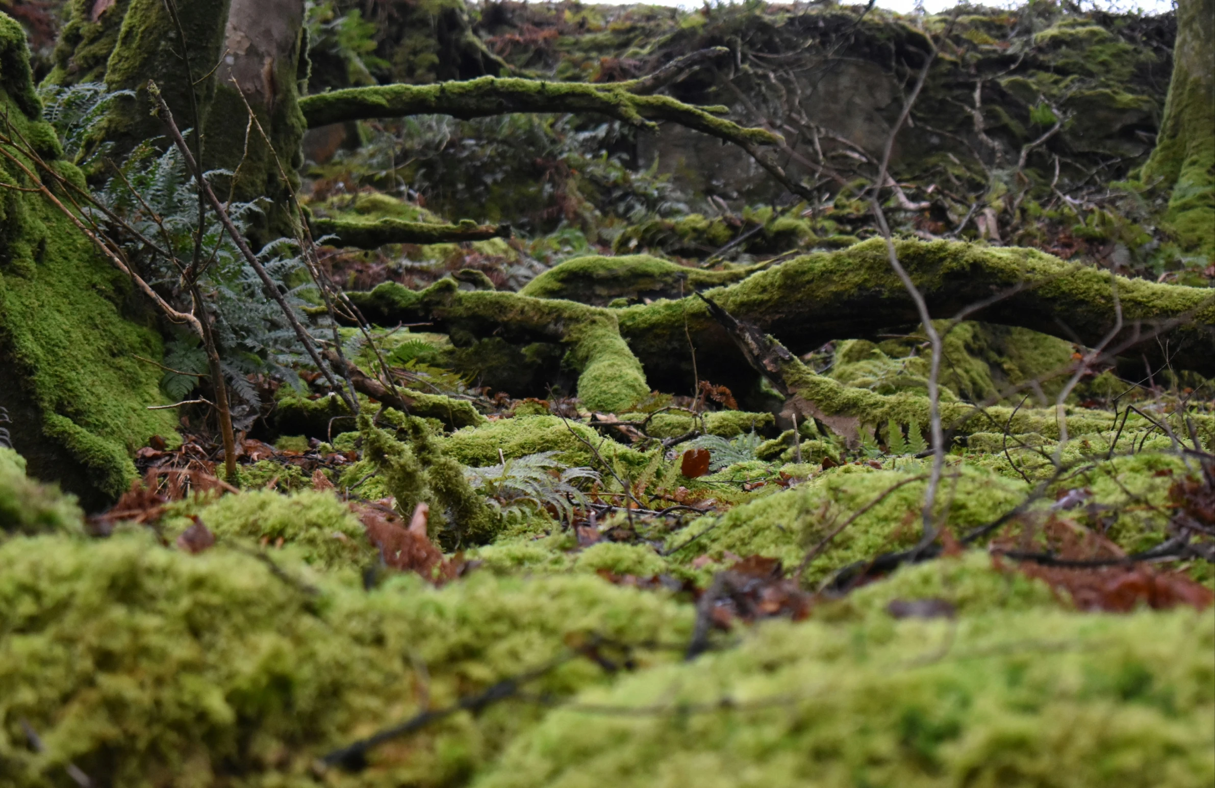 moss covered ground with small nches growing on it