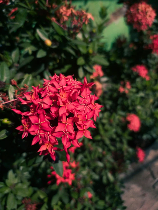 red flowers grow along the side of a road