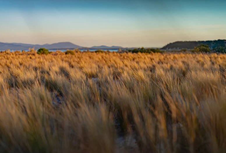 an open field with no animals or people in it