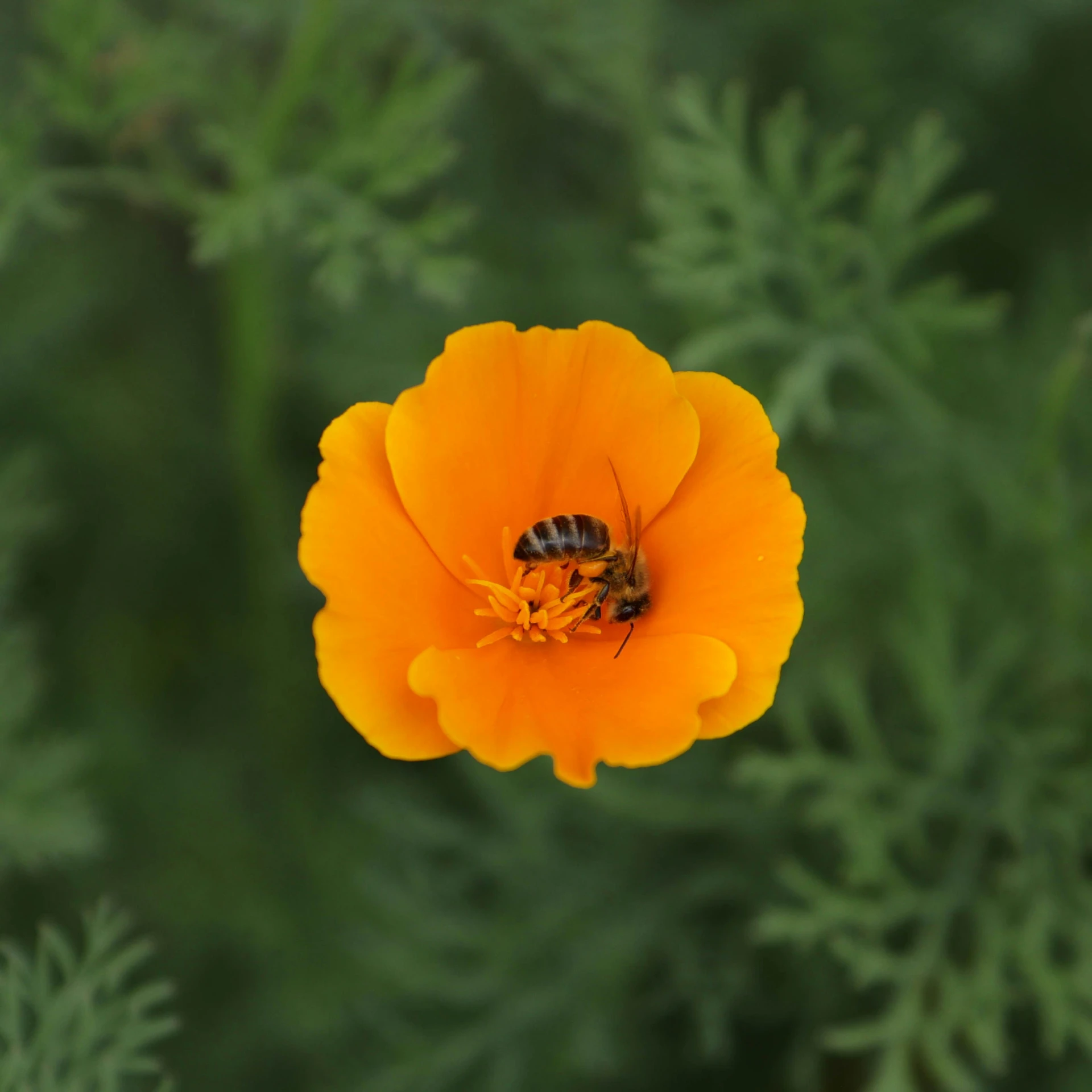 a flower with two bees sitting inside it