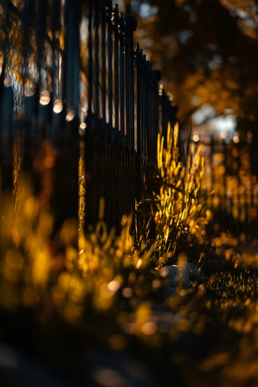 a very beautiful view of some pretty yellow plants