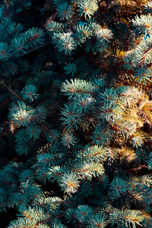 the green leaves on a pine tree