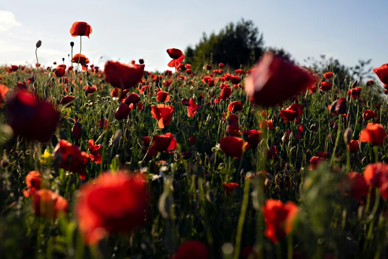 a field full of red flowers under a blue sky