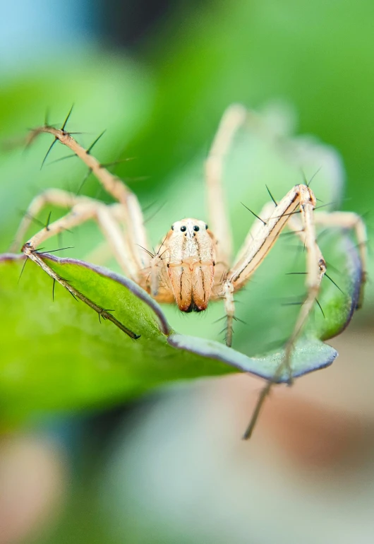 a spider with a brown face sits on a leaf