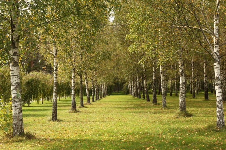 several birch trees line the path to an orchard