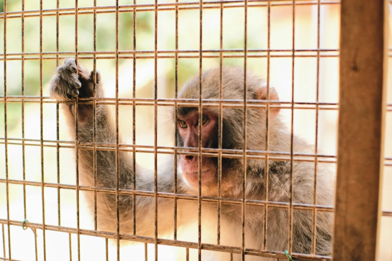 a long - haired, brown monkey behind a metal fence