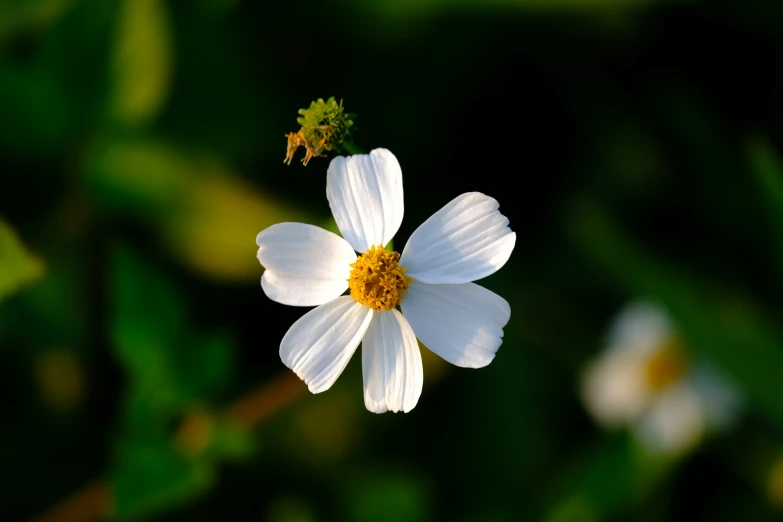 white flower is blooming in the field