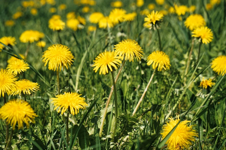 a close up of many yellow dandelions growing in a field