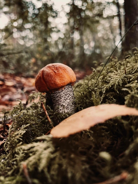 a mushroom with green moss on the ground