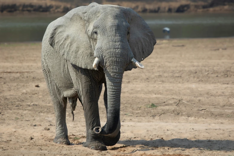 an elephant walking across a dirty desert landscape