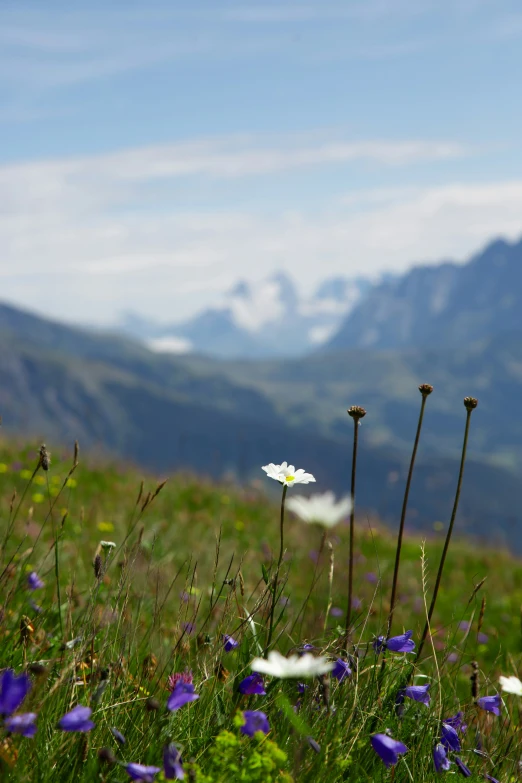 a few wild flowers in a field with mountains behind them