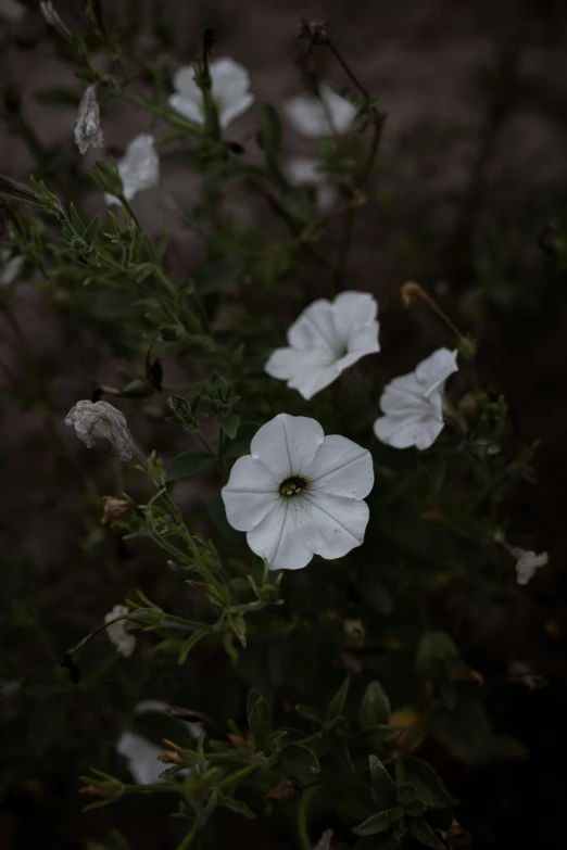 three white flowers are in a field with dirt