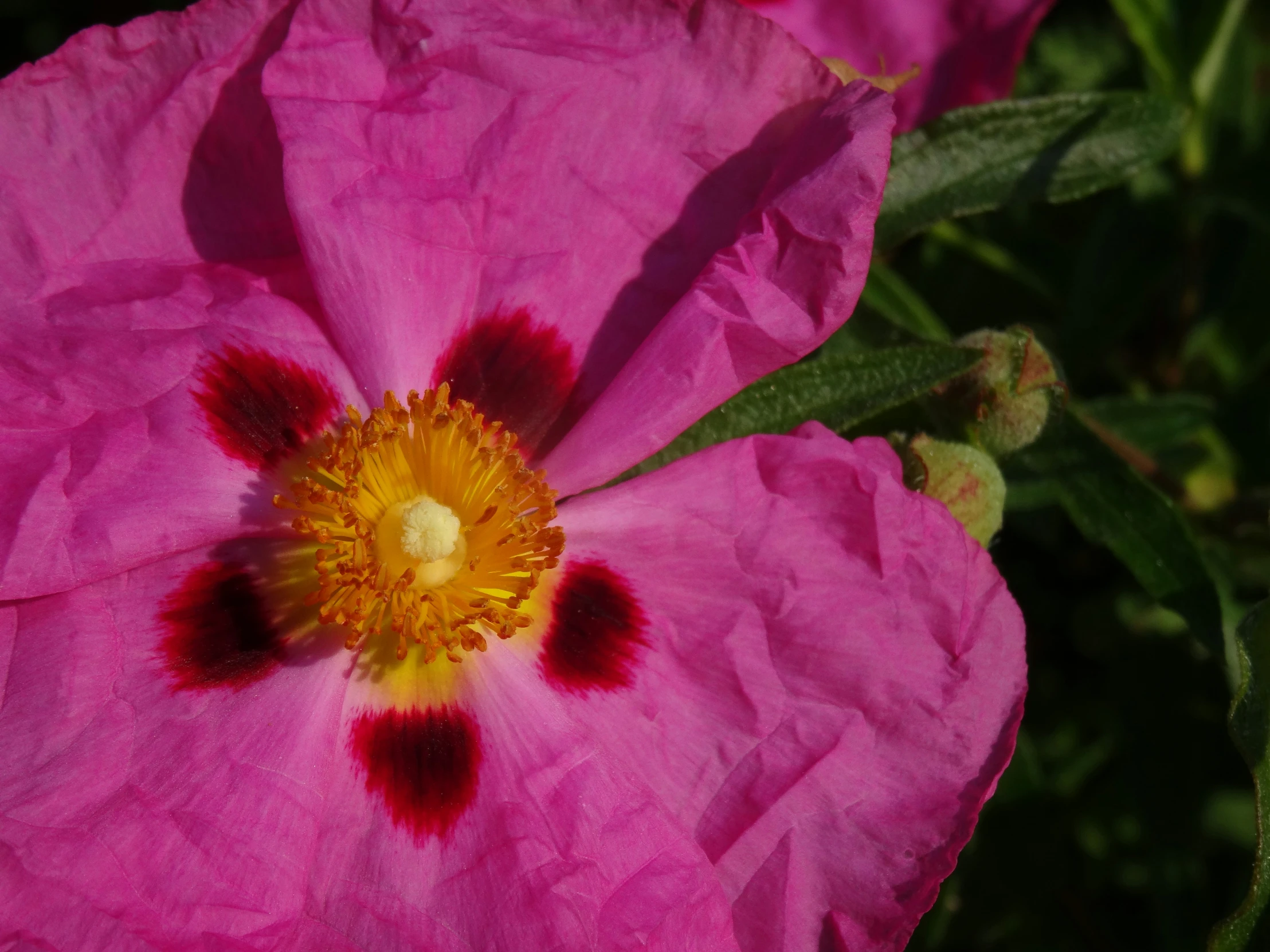 closeup of a pink rose and its center surrounded by green stems