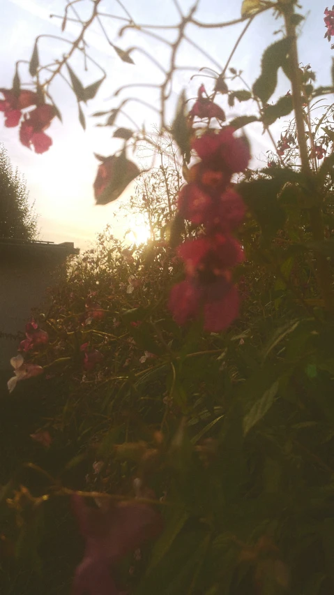 some red flowers next to the road at sunrise