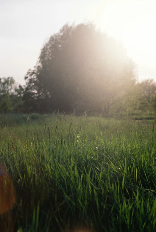 the sun shining on a grassy area with trees in the background