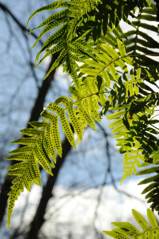 the green leaves on a tree are reaching upward