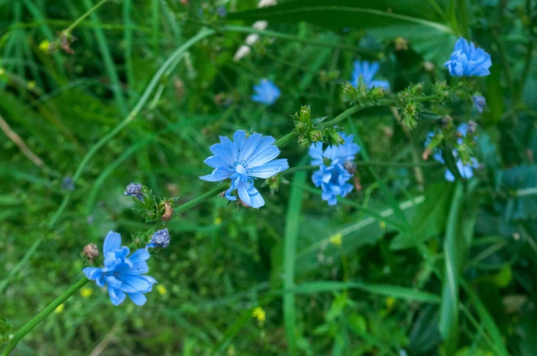 blue flowers are growing on the green grass