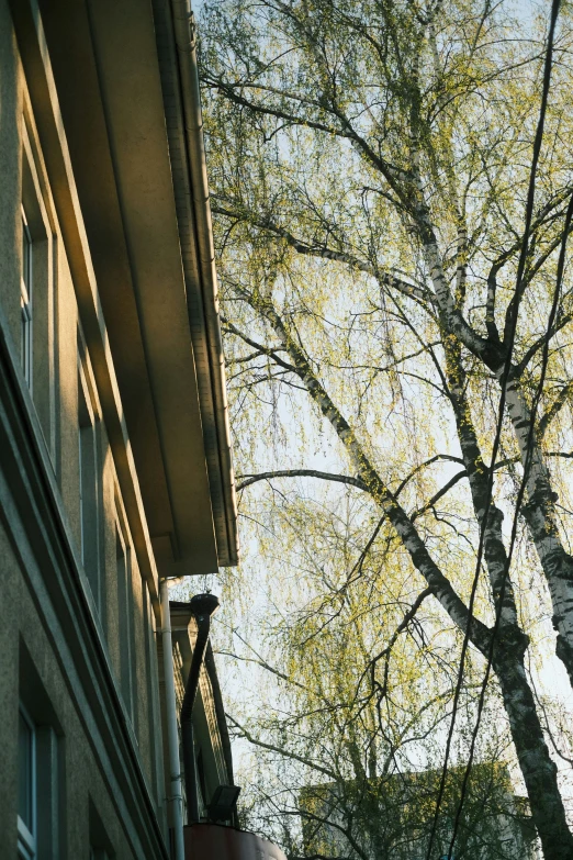 trees grow near the corner of an apartment building