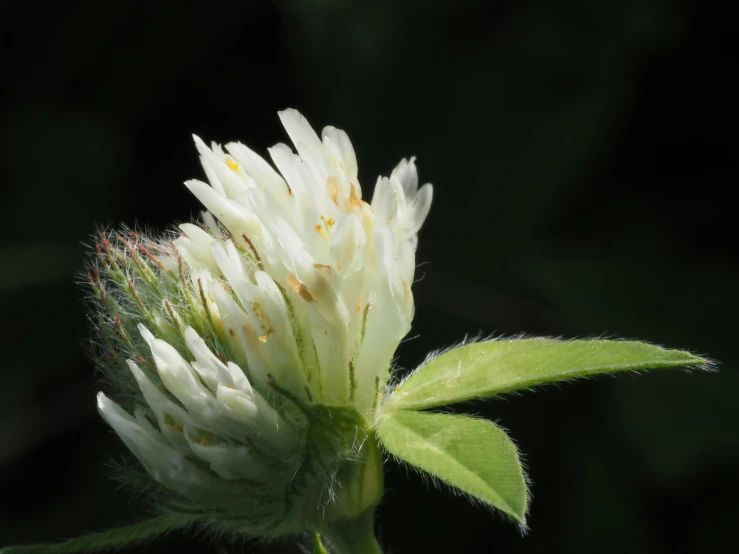 white flower with yellow tips is lit by the sunlight