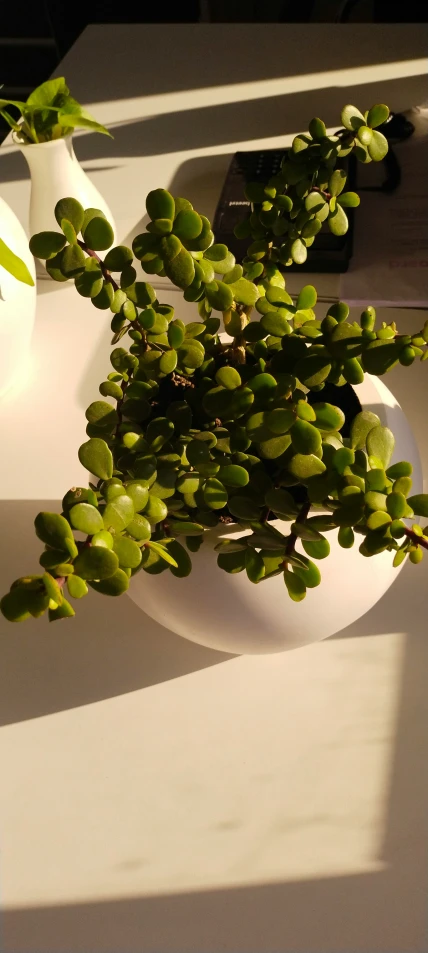 a plant is growing in a white bowl