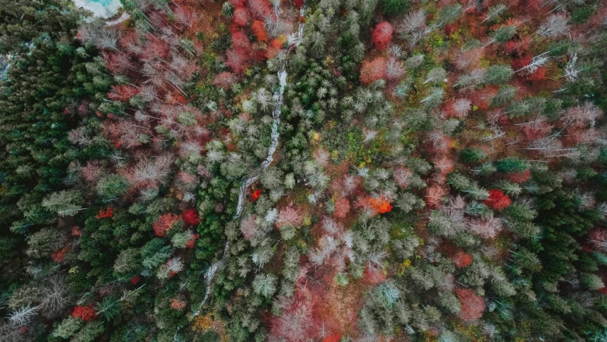 a bird's eye view of the top of a forest