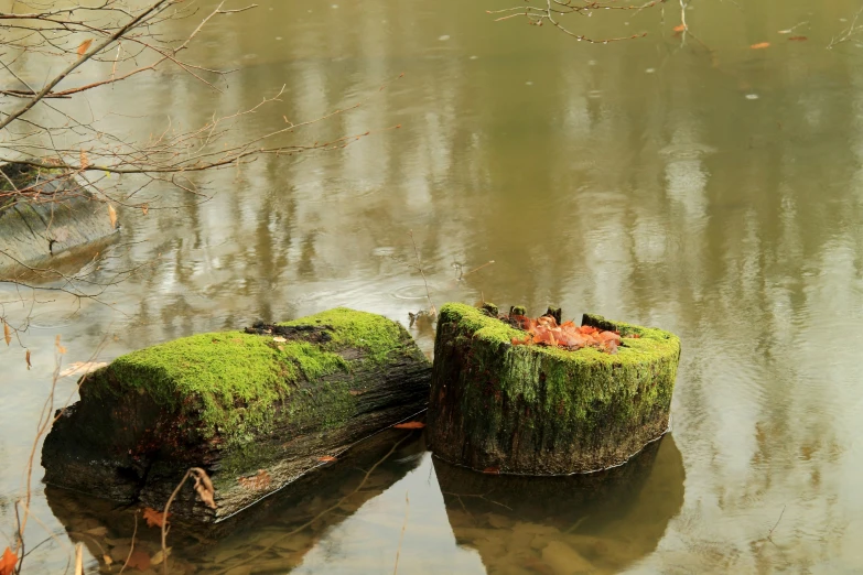 two logs are lying in some shallow water