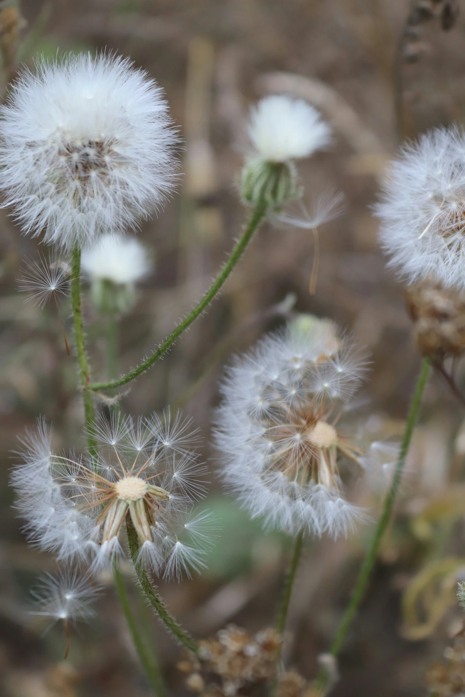 some white flowers with stems covered in seed