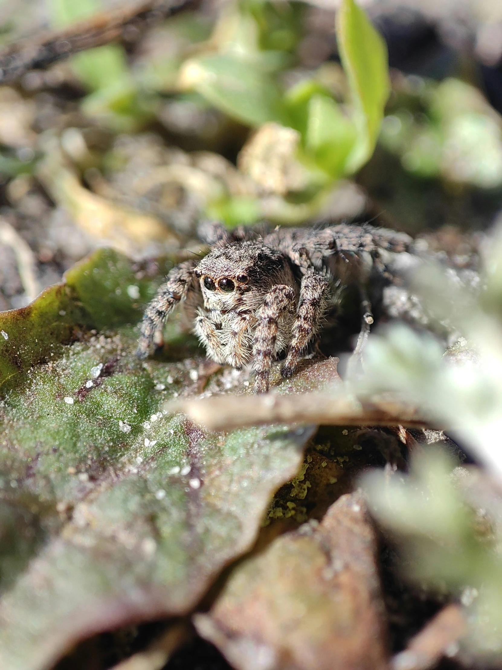 small lizard laying on top of a large leaf