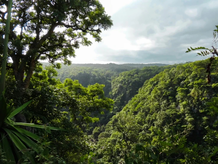 the dense rainforest is full of green and lush trees