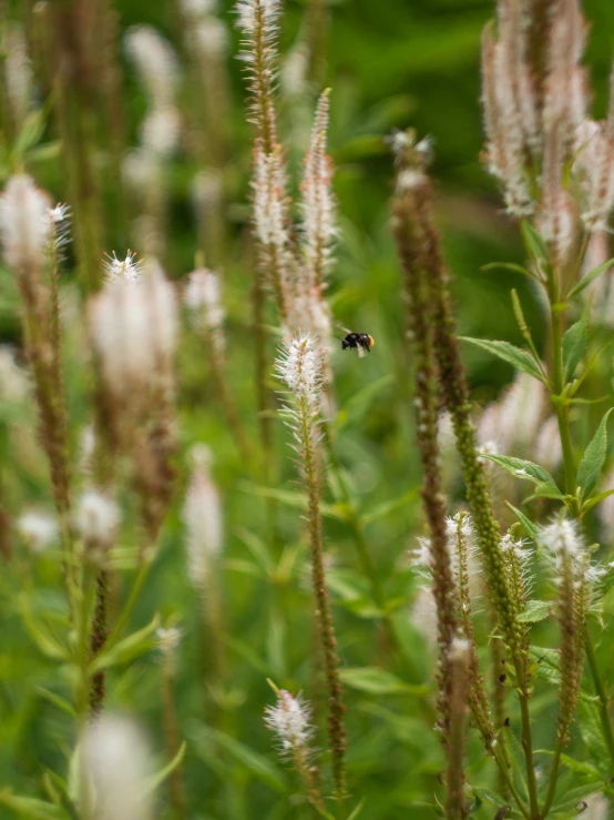 a bee that is flying around in the air