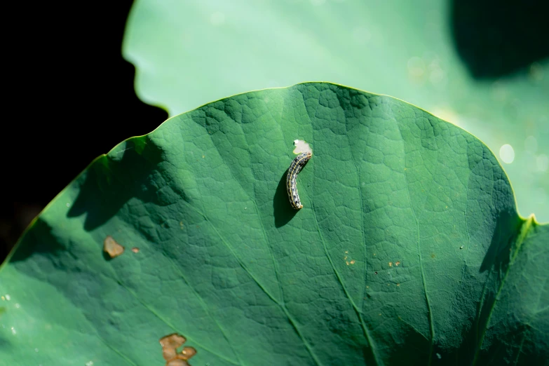 a black bug sits on a leaf in the sun