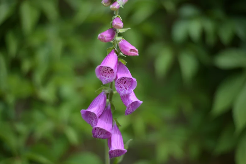 purple flowers blooming on the stems in front of lush green leaves