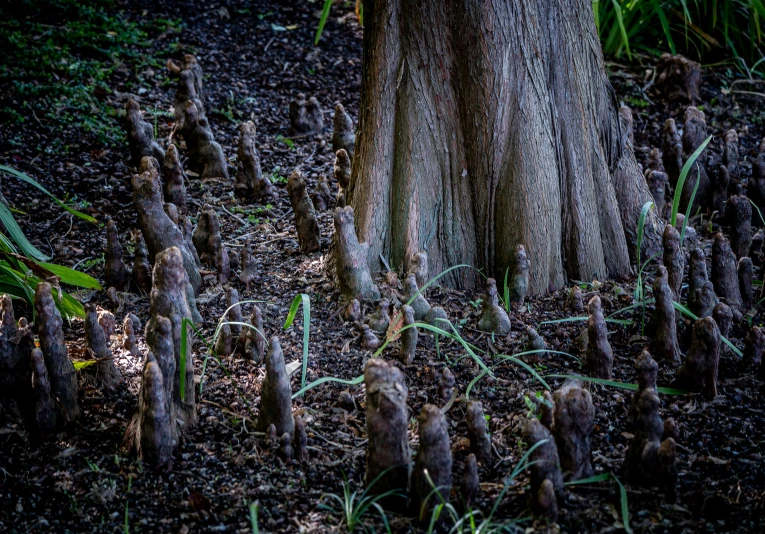 tall stems growing next to a tree