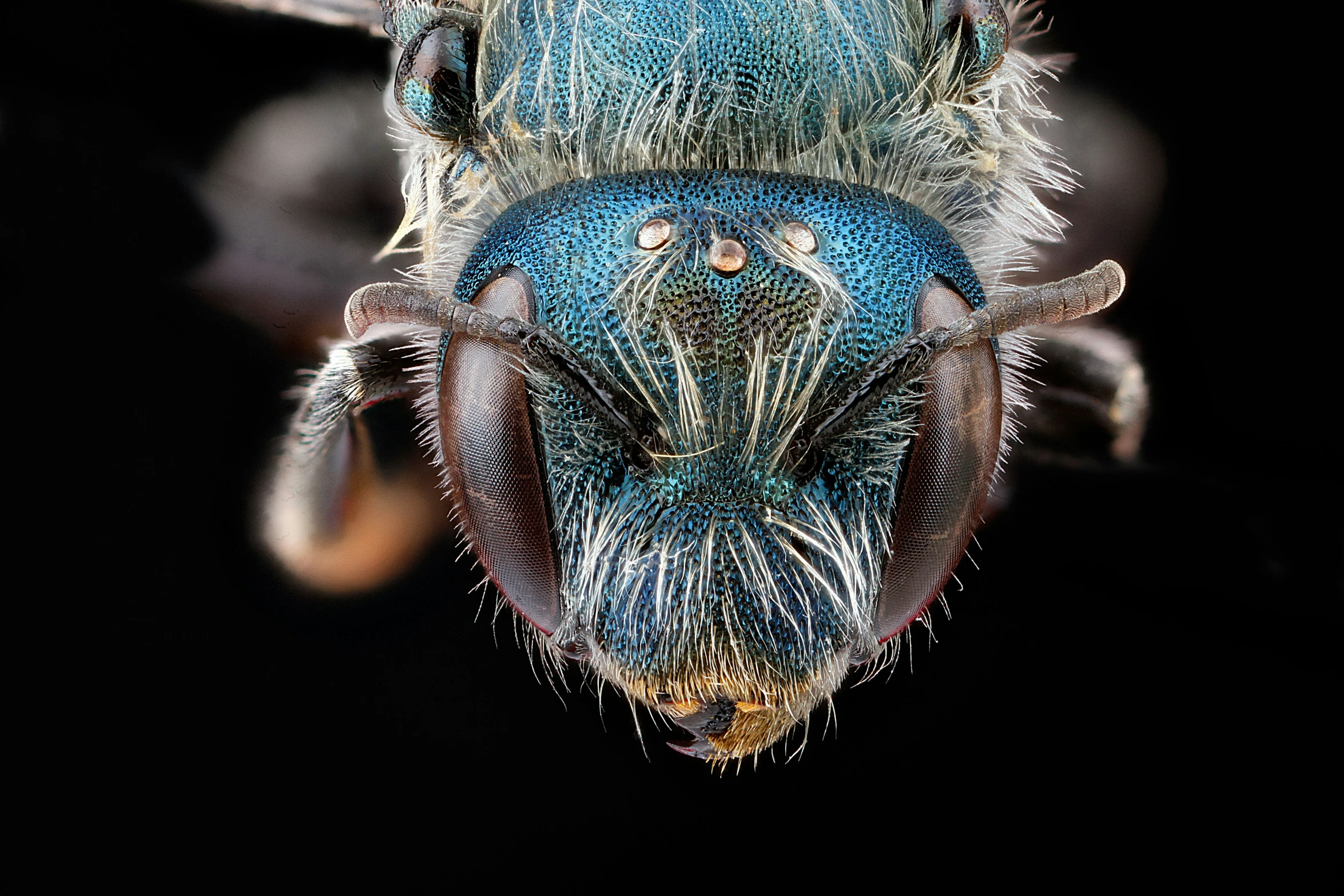 a close up view of the back side of a blue fly insect