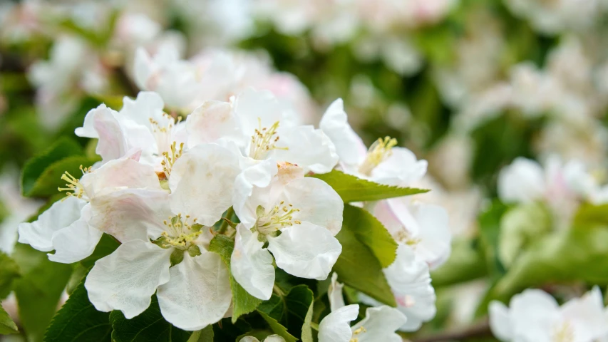 some white flowers growing on top of a leaf filled tree